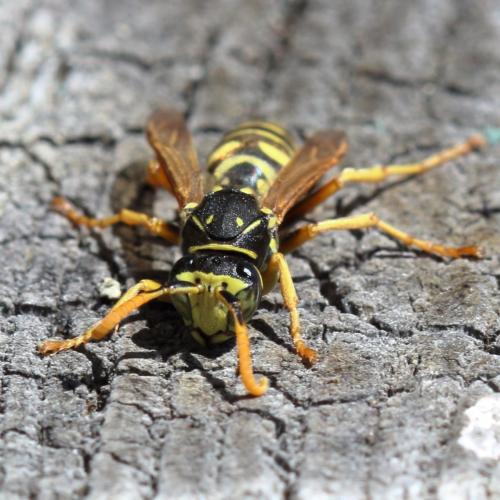 Réf. 347 009 : Polistes sp.